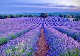 Campo de lavanda