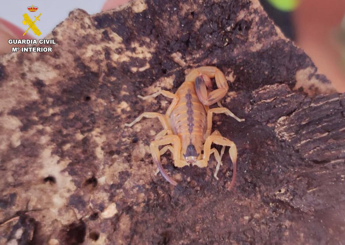 Imagen secundaria 1 - Hallan una «bomba zoológica y biológica» en una casa de Canarias