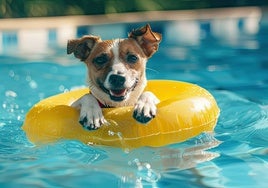 Camas refrescantes para mascotas: Dales el descanso que merecen este verano