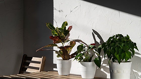 Di adiós a los mosquitos e insectos con plantas aromáticas de interior