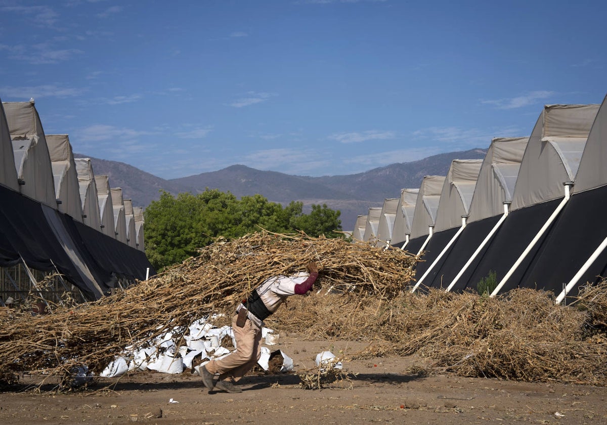 Un trabajador de Jalisco (México) trabaja bajo temperaturas extremas de calor.