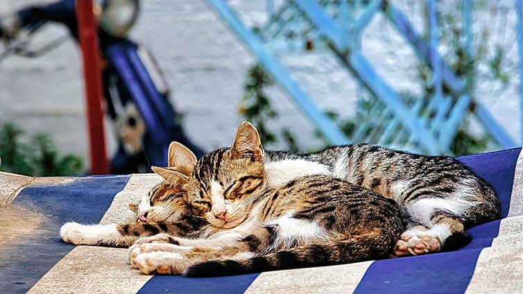Todo lo que necesitas saber para que tus gatos también disfruten del verano