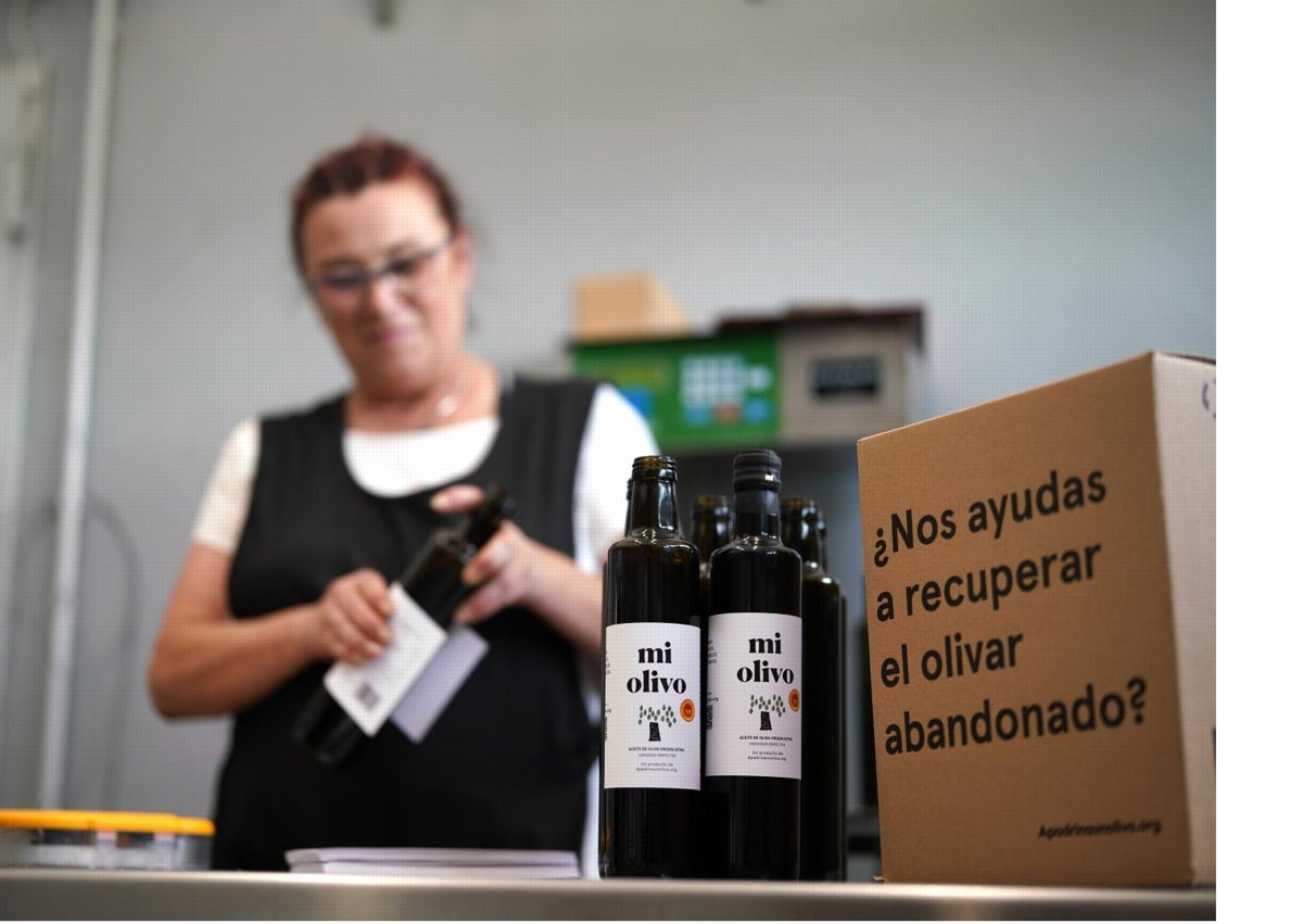 Imagen secundaria 1 - De arriba a abajo: Los cinco jóvenes universitarios con Oliete y su iglesia de la Asunción al fondo; almazara de donde cada año salen cien mil litros de aceite de los olivos recuperados por Apadrina un olivo; uno de los árboles con el QR que permite a su padrino o madrina seguir su evolución y sus cuidados.