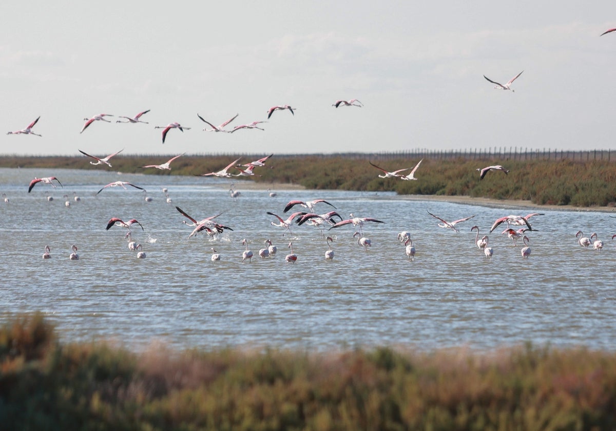 Una bandada de flamencos sobrevuela uno de los humedales de Doñana.