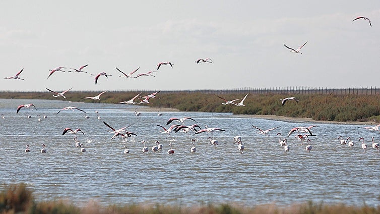 El plan para la recuperación de Doñana comienza a dar frutos