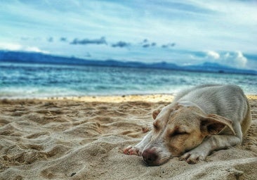 10 consejos para cuidar de tu perro este verano