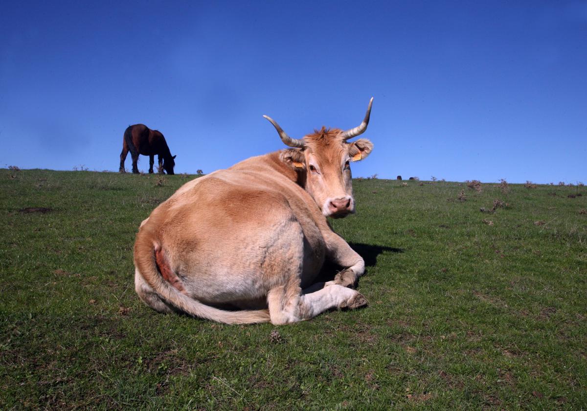 Una vaca posa en una pradera de Etxauri (Navarra).