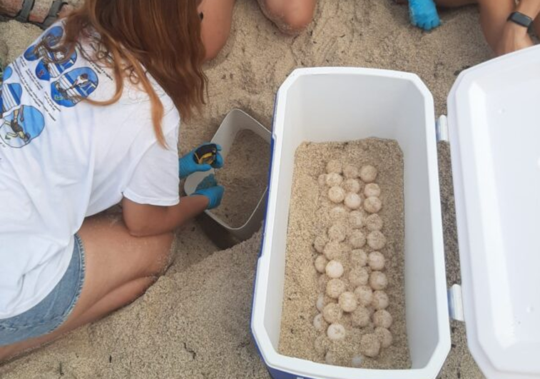 Una tortuga boba y un flamenco convierten la playa de Benidorm en un safari