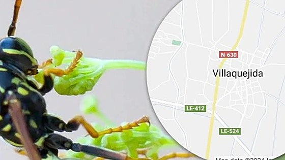 Muere un guardia civil por la picadura de una avispa en León