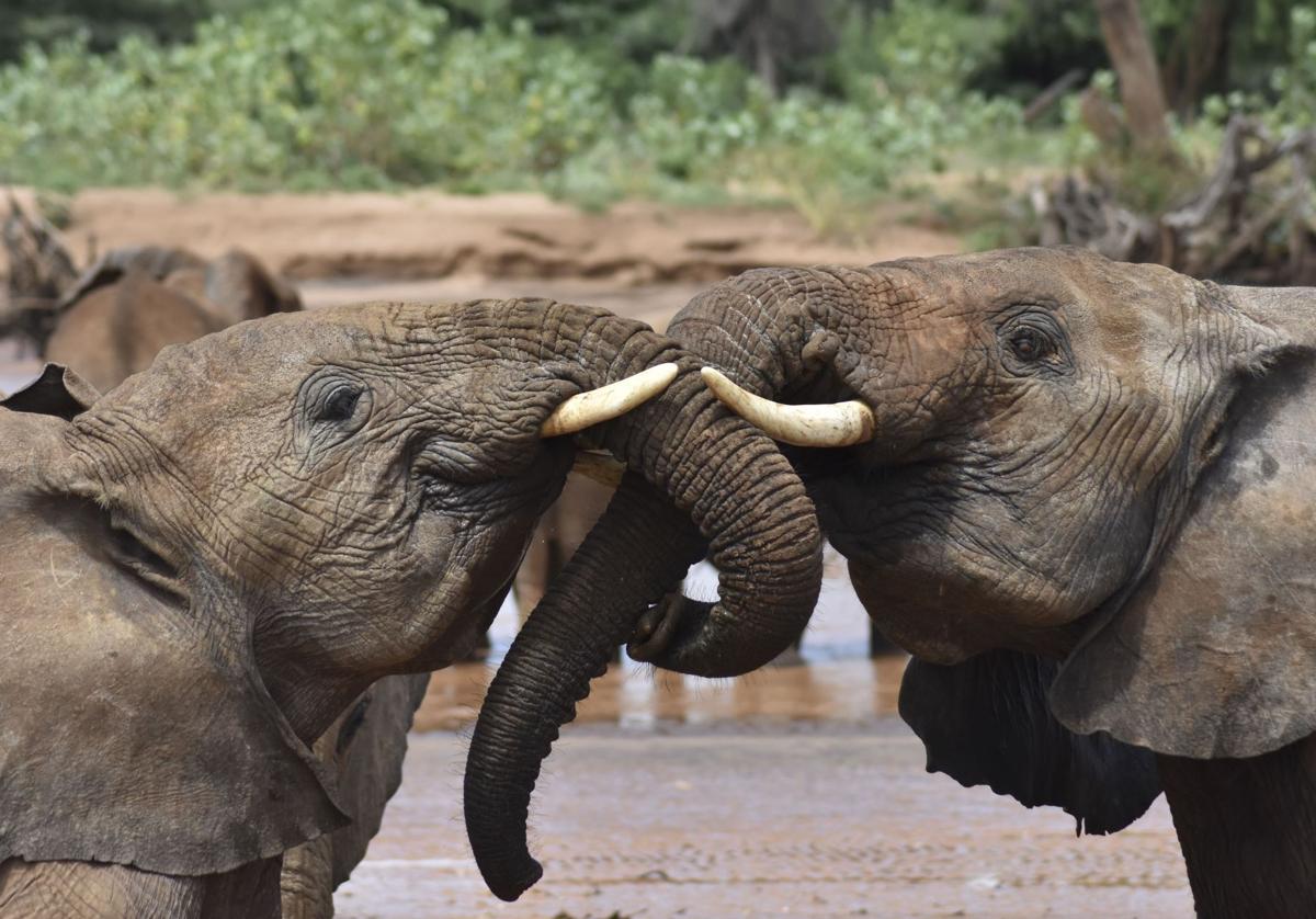 Una pareja de elefantes en una reserva de Kenia.