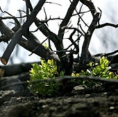 Un árbol vuelve a brotar tras un incendio.