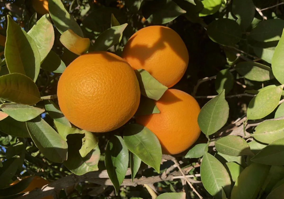 Naranjas en un naranjo.