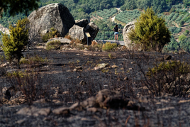 Terrenos calcinados en la zona del incendio en Candeleda