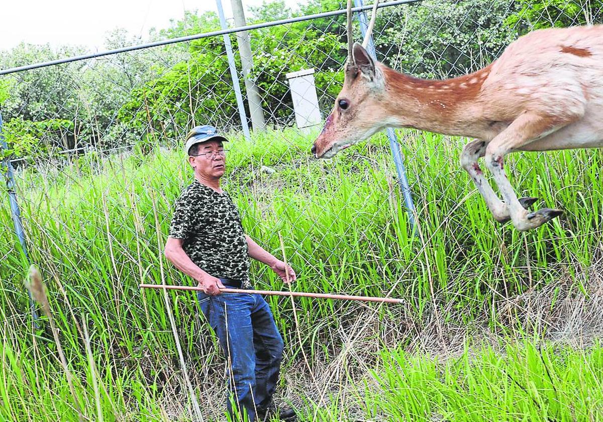 Un vecino de la isla de Anma intenta anestesiar a un ciervo con una cerbatana.