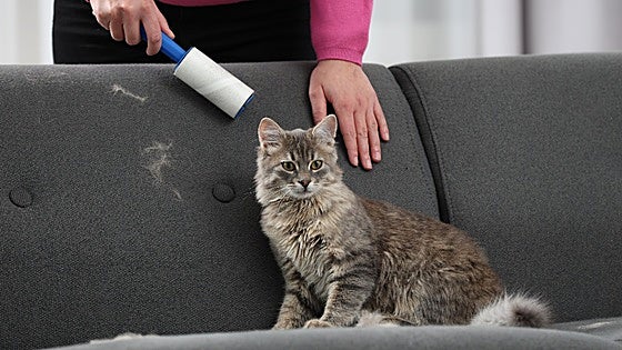 Trucos y productos para eliminar el pelo que dejan tus mascotas en casa