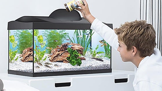 Guía rápida para saber qué acuario necesitan tus peces