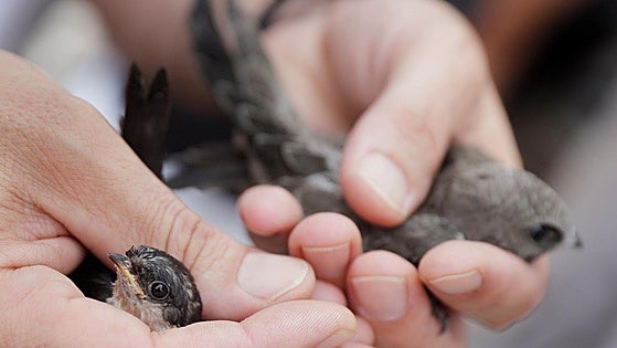 Microplásticos en el aire: hallan poliéster en los pulmones y las tripas de los pájaros de ciudad