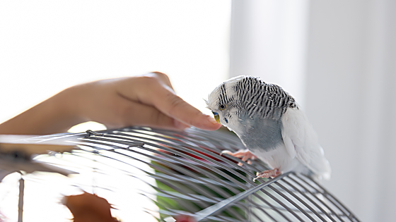 Consejos y recomendaciones para elegir una buena jaula para pájaros