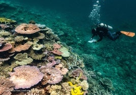 Un 73 % de la Gran Barrera de Arrecifes sufre el impacto del blanqueo masivo de corales por el cambio climático.