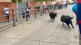 Imágenes del encierro en Pantoja (Toledo).