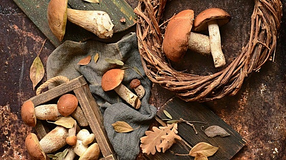 Consejos y productos para ir a coger setas este otoño