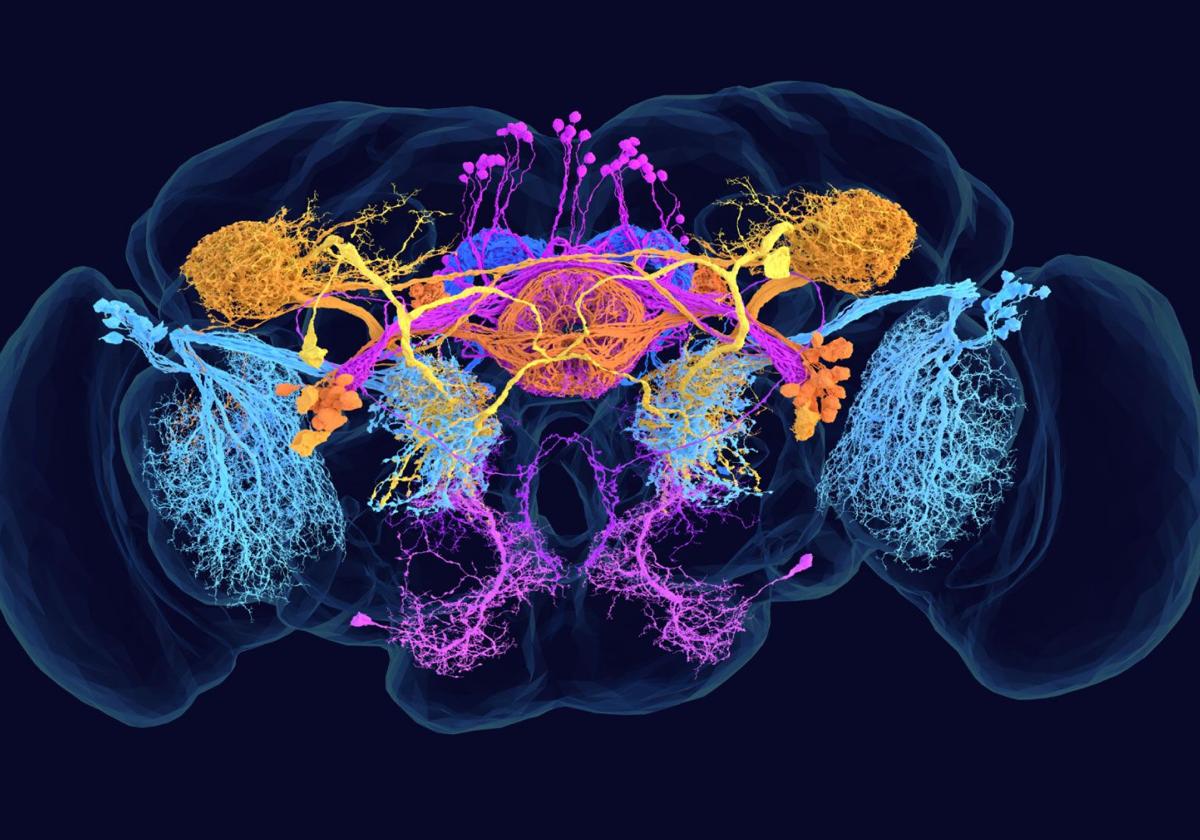 El primer mapa del cerebro de una mosca abre la puerta a investigar la mente humana