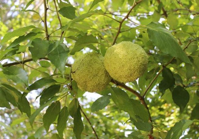 Fruta del naranjo de Luisiana.