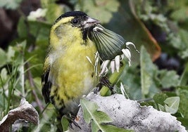 Un pájaro macho «lugano» come las semillas de un aliso.
