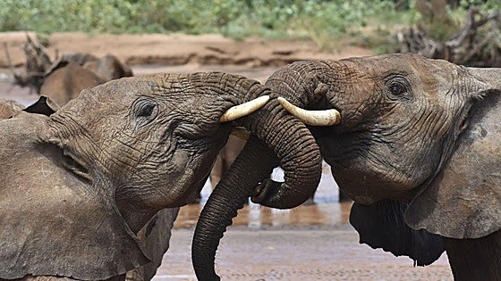 Elefantes, alces, monos... los animales también se emborrachan. ¿Por qué lo hacen?
