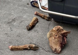 Restos de un carnero tras un ritual satánico en la localidad madrileña de San Sebastián de los Reyes.