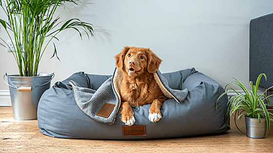 Que tu mejor amigo no pase frío este otoño. ¡Estas son las camas de mascotas calentitas mejor valoradas de Amazon!
