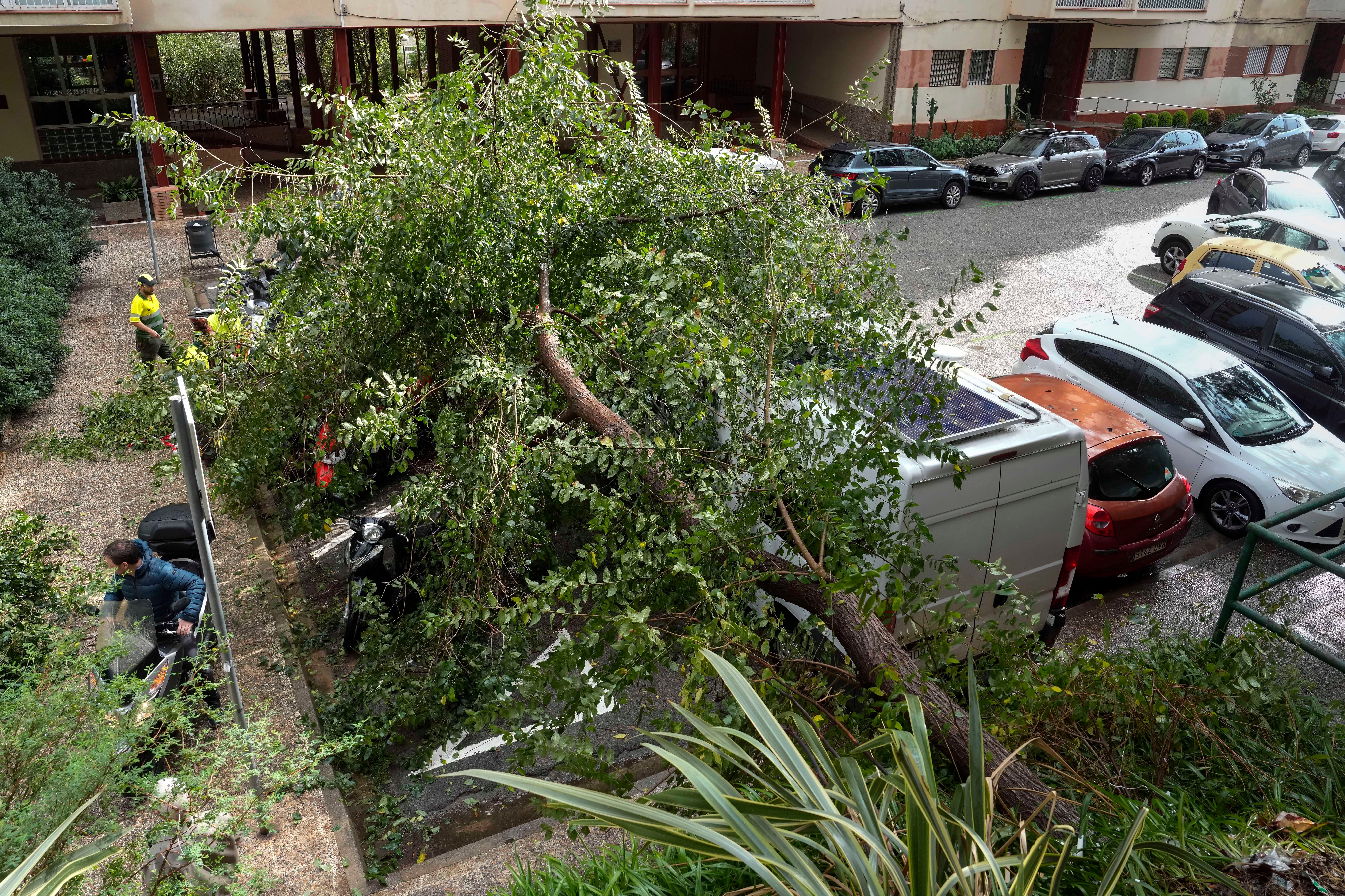 Operarios trabajan en la zona del barrio de Horta en la que un arbol ha caido por la fuerte tormenta 