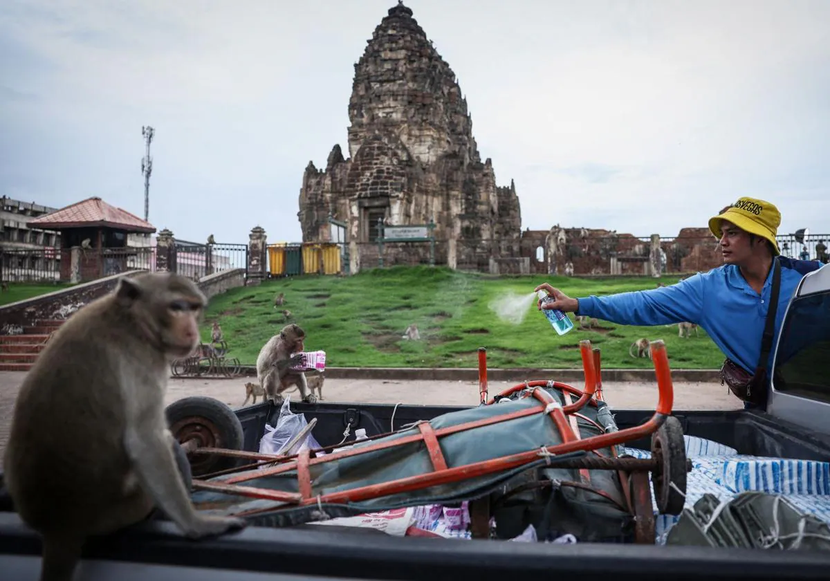 Los monos de la ciudad tailandesa de Lopburi causan incidentes a los habitantes y los turistas.