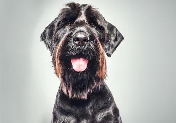 El guardaespaldas: así son los nuevos perros de protección de los megarricos