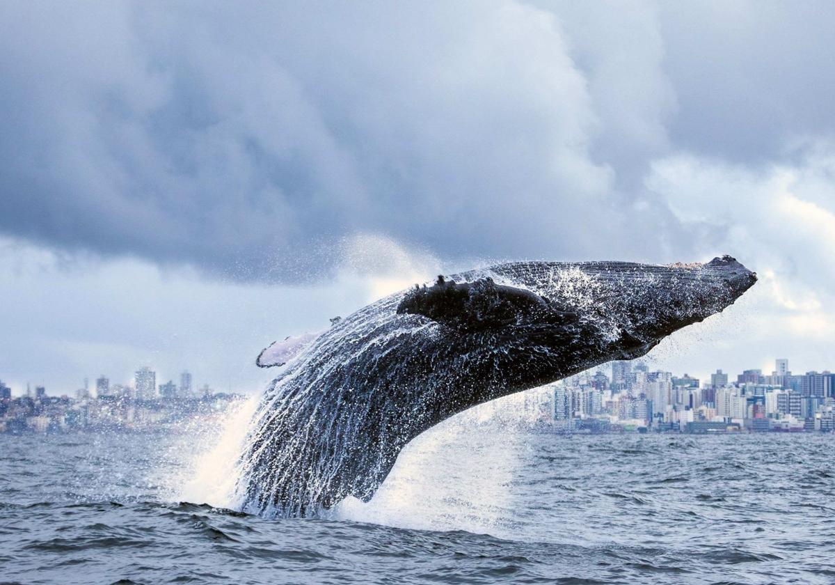 El choque con barcos, una amenaza creciente para las ballenas