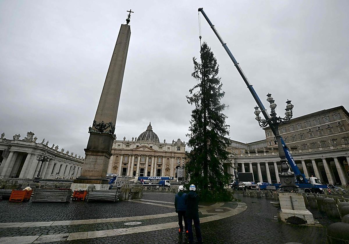 El árbol mide 30 metros de alto y pesa cinco toneladas.