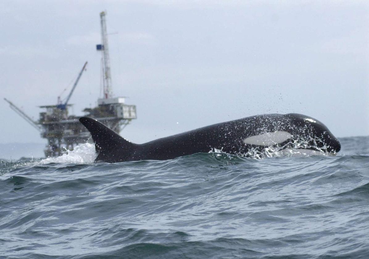 Las orcas son capaces de cazar cualquier animal del océano.