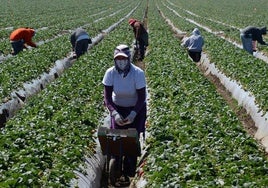 Trabajadores agrícolas migrantes cosechan fresas en una granja de California.