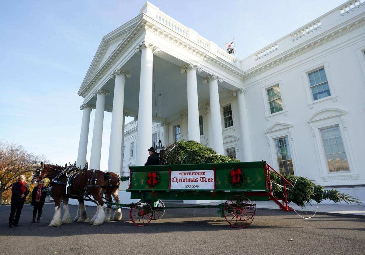 El abeto llegó a la Casa Blanca en un contenedor tirado por caballos.