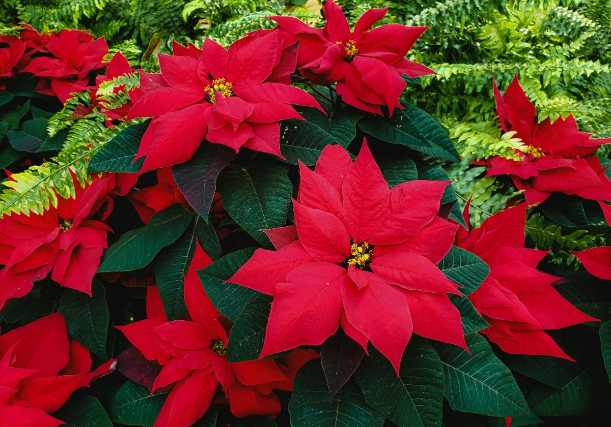 Flor de Pascua: Cuidados para mantenerla viva después de Navidad