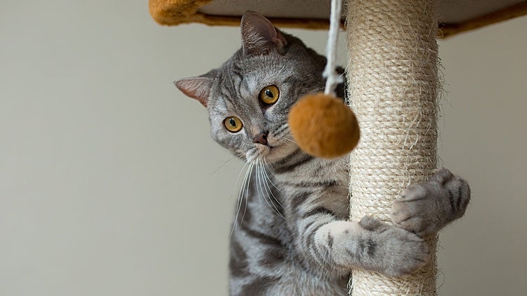 Los 5 mejores rascadores para gatos de Amazon
