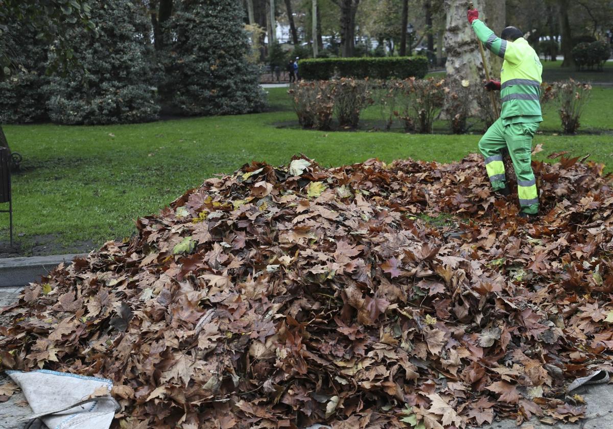 Un jardinero recoge hojas en Oviedo.