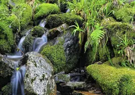 Bosque de rivera en Asturias.