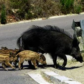 Jabalíes en una carretera.