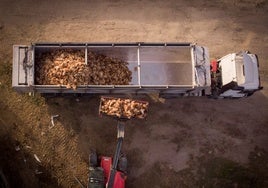 Un grupo de aves sacrificadas después de contraer la gripe aviar.