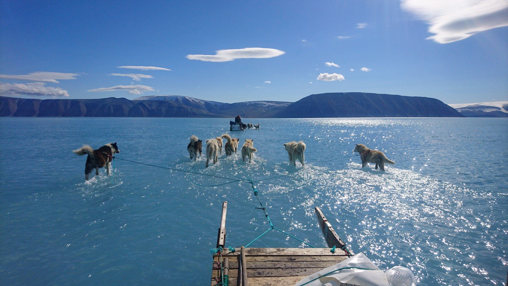 Un trineo que avanza por el hielo derretido, con las patas de los perros sumergidas en el agua en el fiordo de Inglefield.