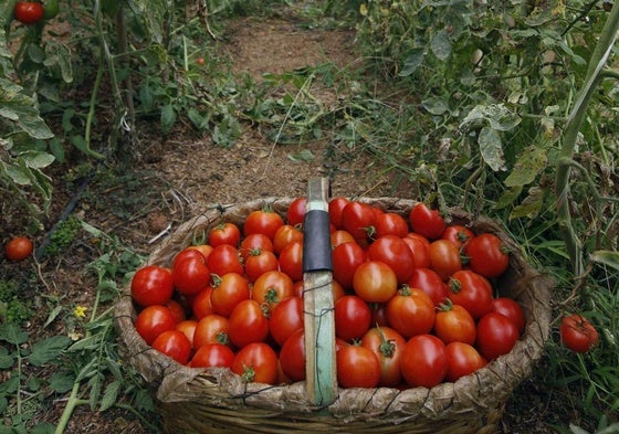 La agricultura regenerativa explicada desde un bote de salsa de tomate