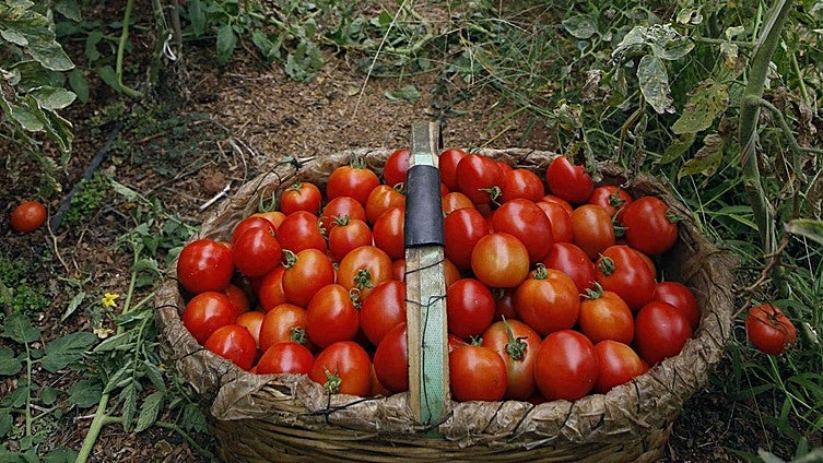 La agricultura regenerativa explicada desde un bote de salsa de tomate