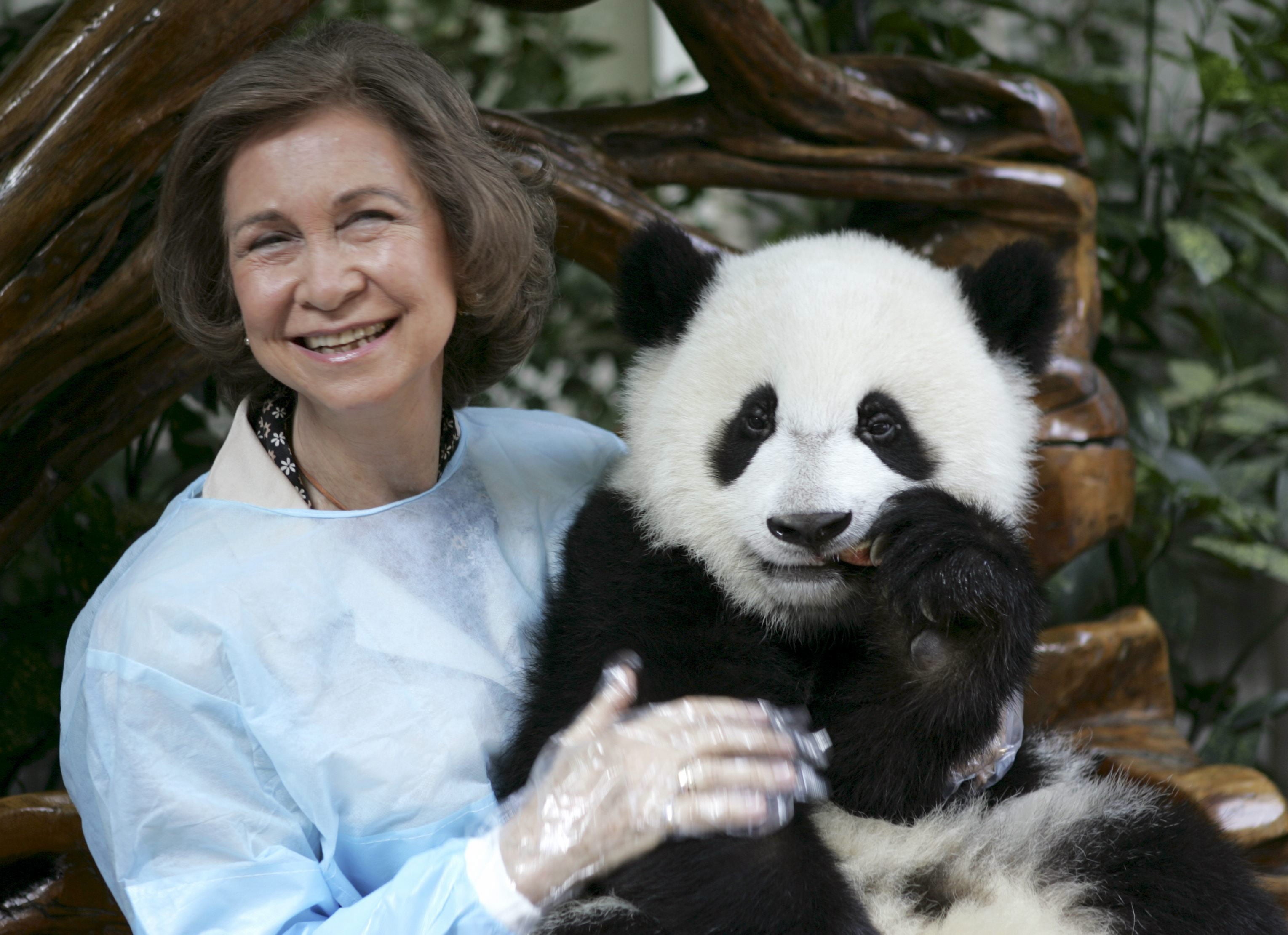 La reina Sofía de España sostiene un cachorro de panda durante su visita a la Base de Investigación de Chengdu del Centro de Cría de Pandas Gigantes en Chengdu, provincia de Sichuan, suroeste de China.