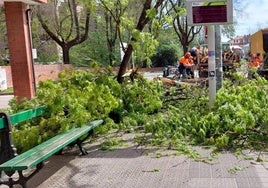 Un árbol caído en una imagen de archivo.